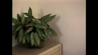 LBO - Պարոն Пиперс Առավել Զզվելի Том7 - տեսարան 2